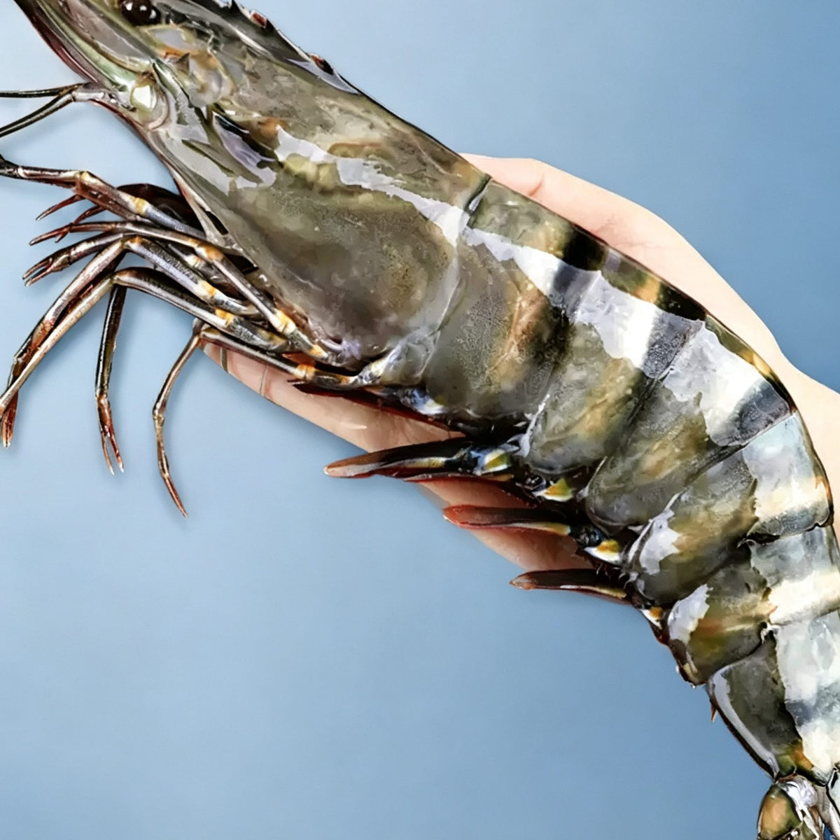 Frozen Giant Black Tiger Prawns